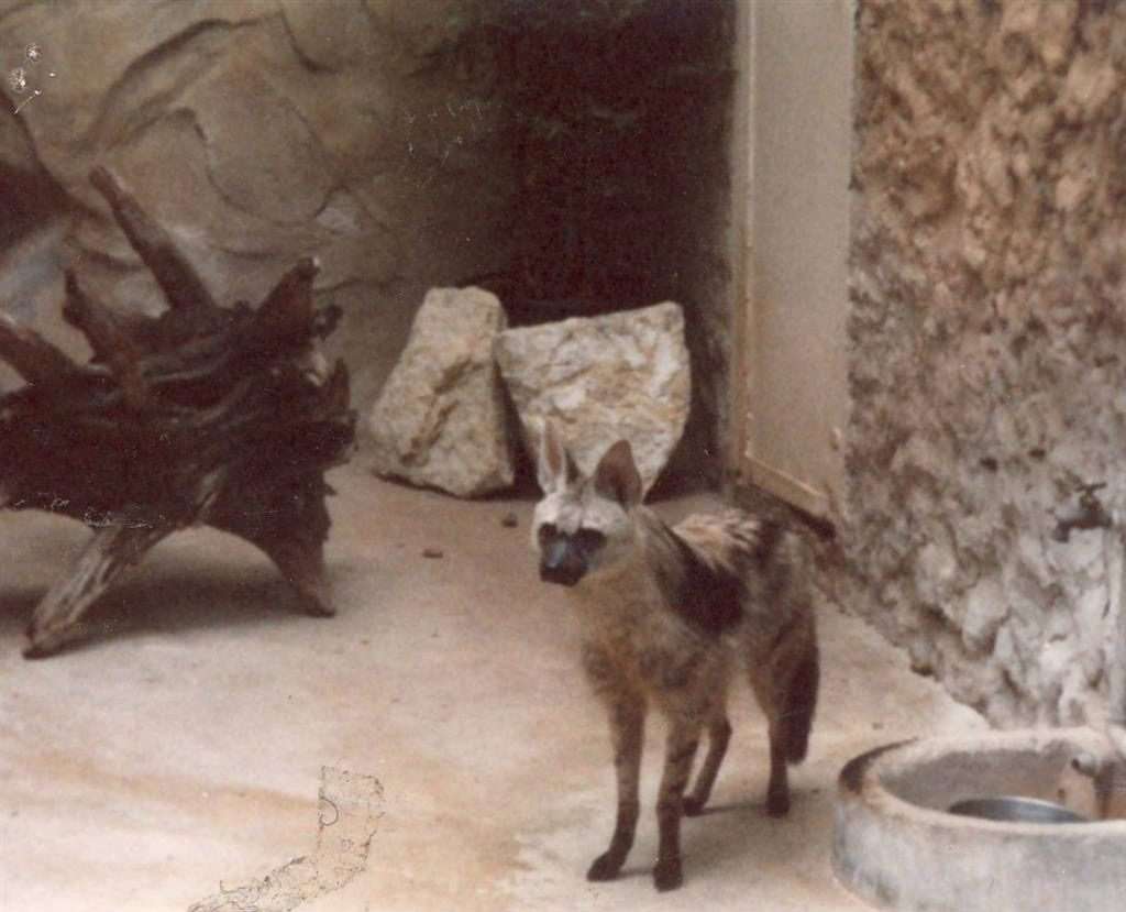 aardwolf